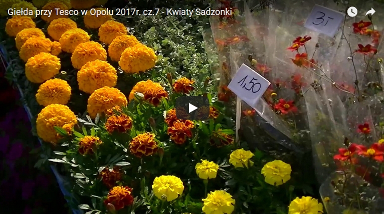 Giełda przy Tesco w Opolu 2017r. cz.7 - Kwiaty Sadzonki